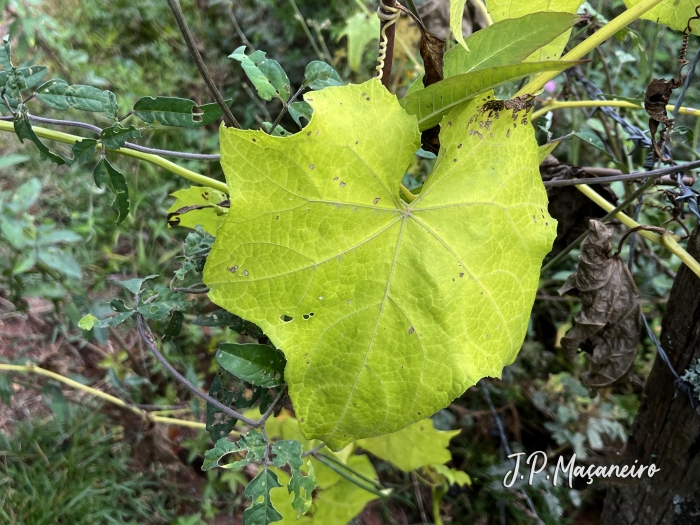 Luffa cylindrica