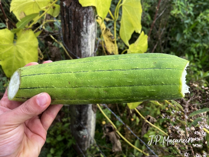 Luffa cylindrica