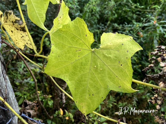 Luffa cylindrica