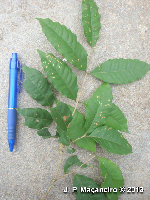 Eugenia beaurepairiana