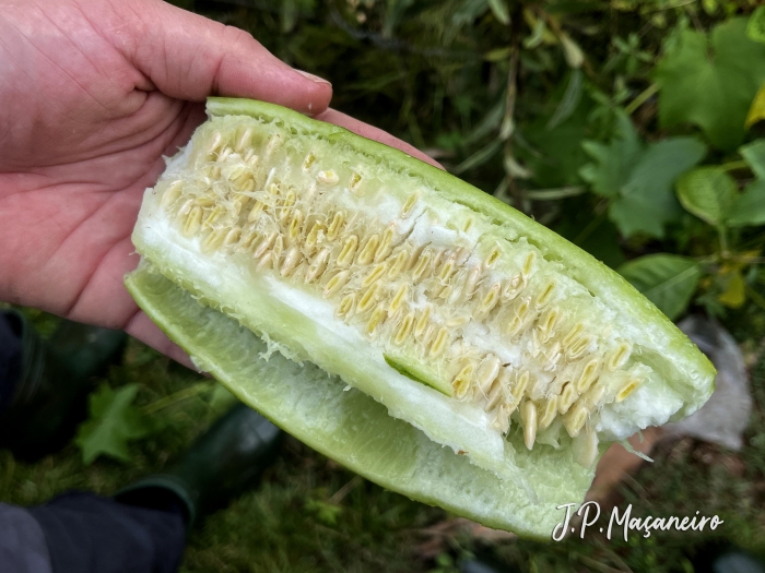 Luffa cylindrica
