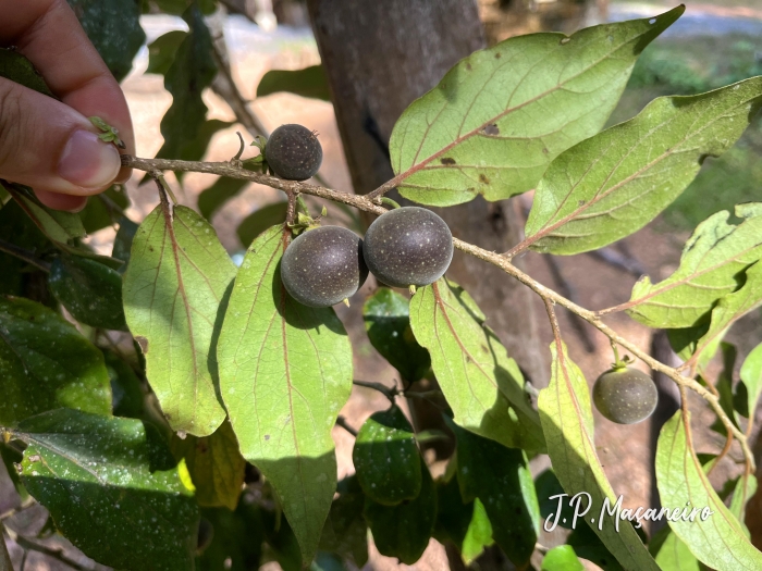 Dovyalis hebecarpa