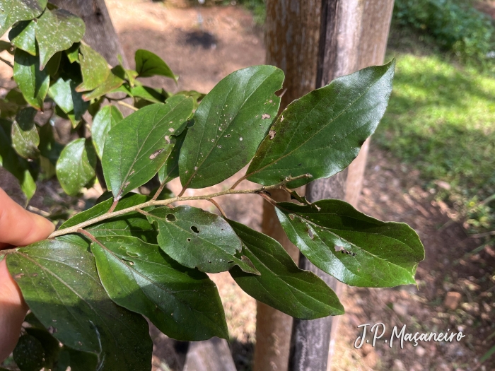 Dovyalis hebecarpa