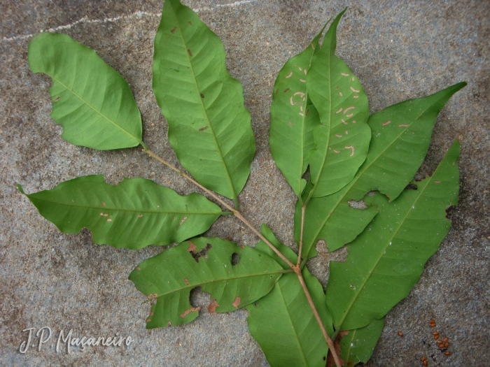 Eugenia beaurepairiana