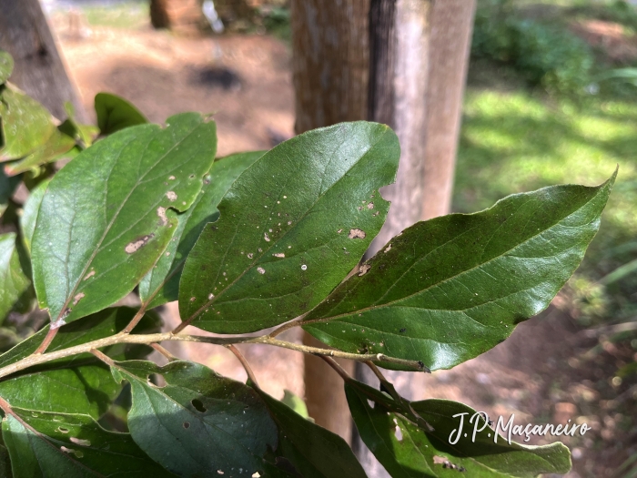 Dovyalis hebecarpa