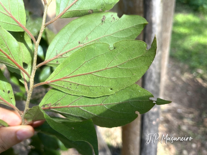 Dovyalis hebecarpa