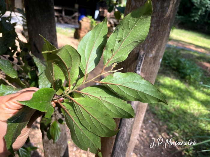 Dovyalis hebecarpa