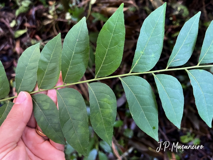 Clausena excavata