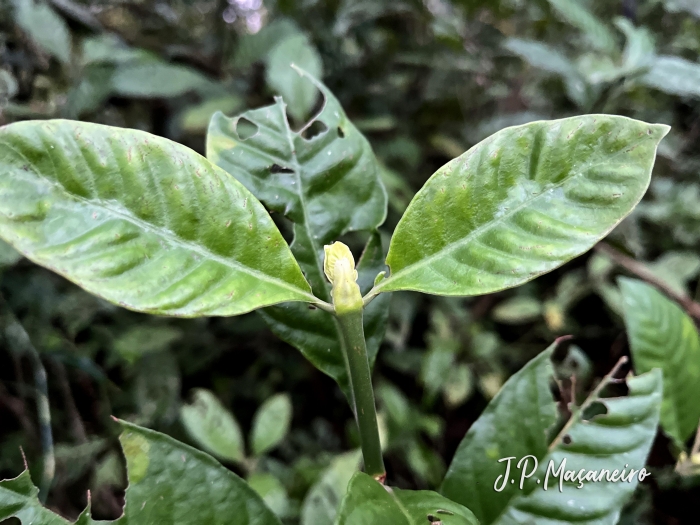 Psychotria pedunculosa