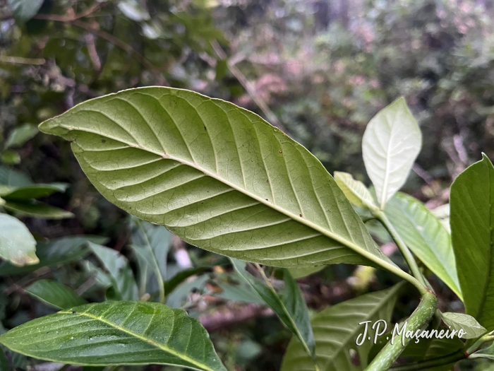 Psychotria pedunculosa