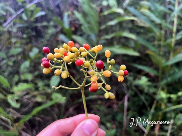 Psychotria pedunculosa