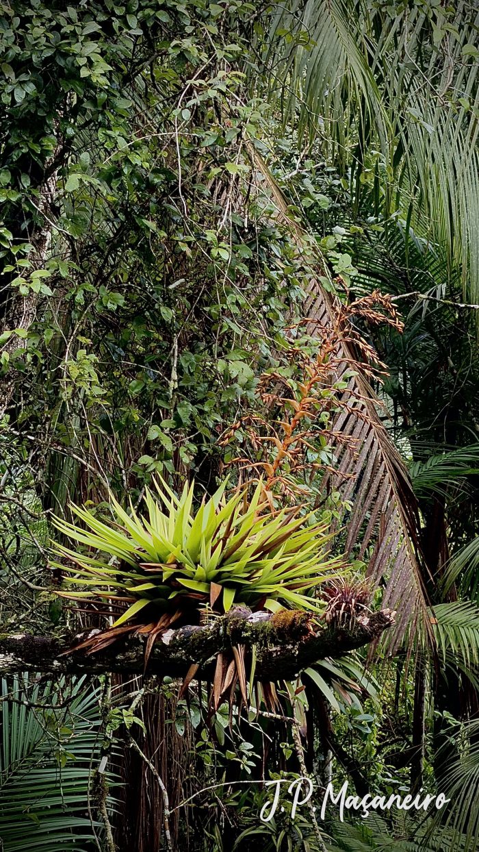 Vriesea altodaserrae