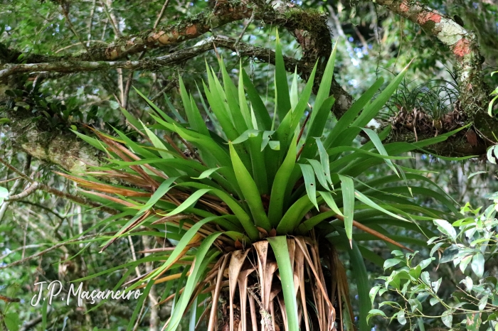 Vriesea altodaserrae