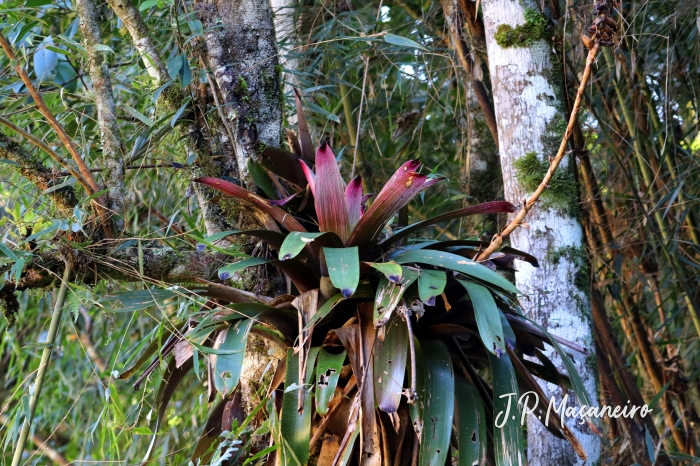 Vriesea gamba