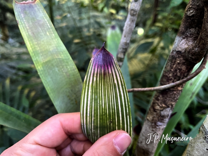 Vriesea gamba
