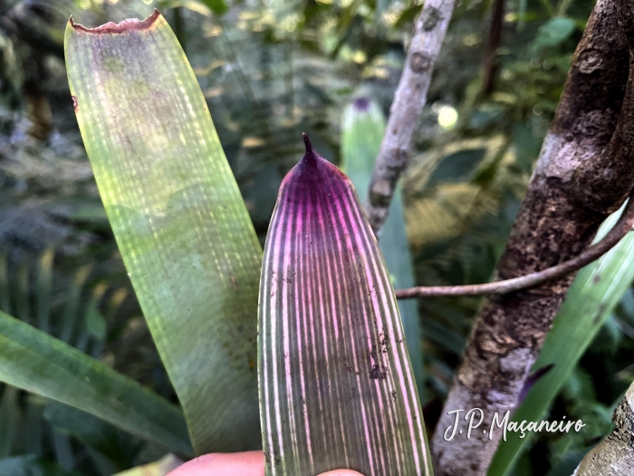 Vriesea gamba