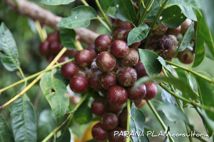 Cabralea canjerana
