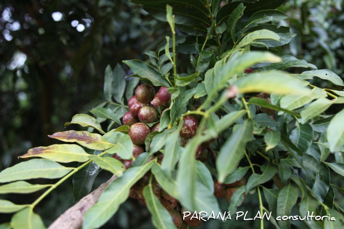Cabralea canjerana