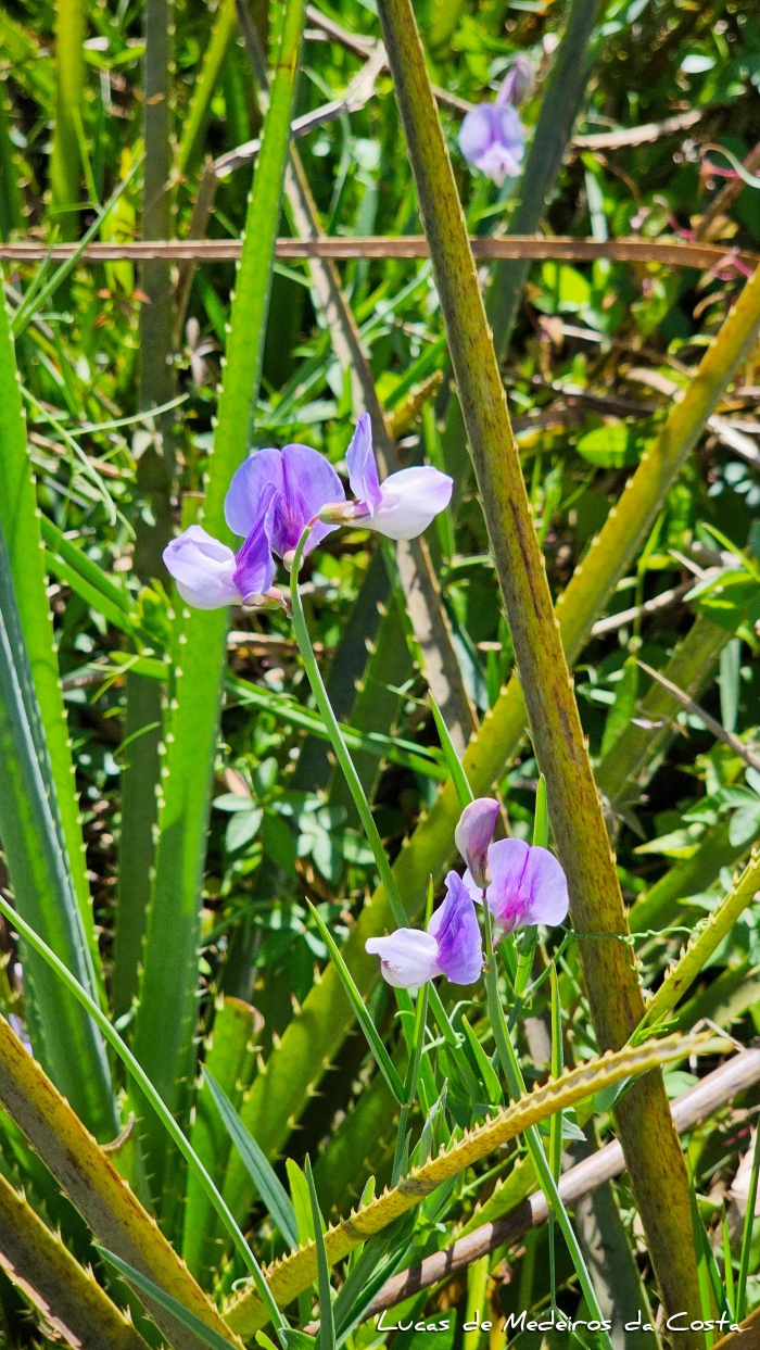 Lathyrus paranensis