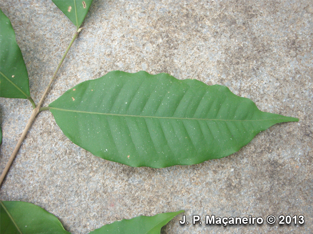 Eugenia beaurepairiana