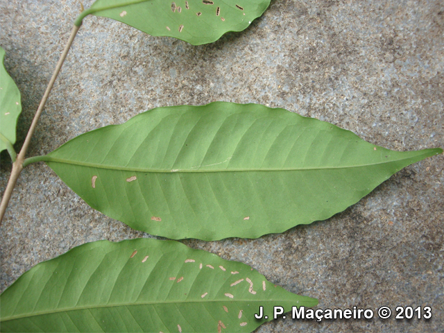 Eugenia beaurepairiana