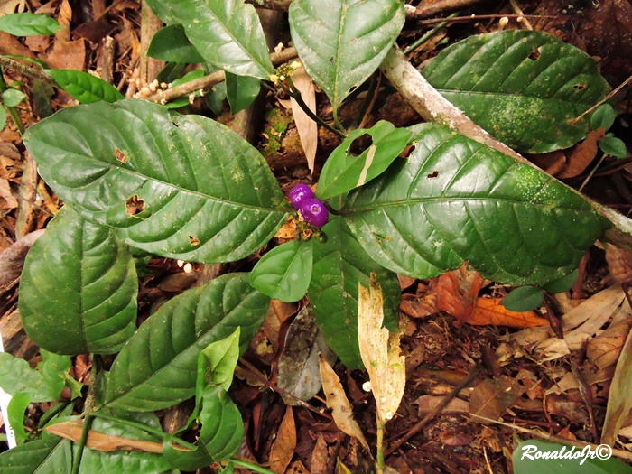 Psychotria brachypoda