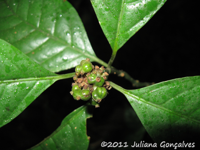 Psychotria brachypoda