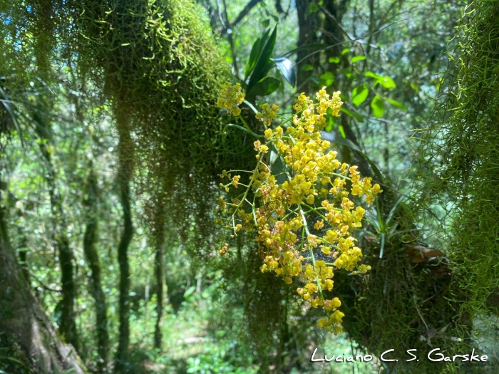 Hardingia paranaensis