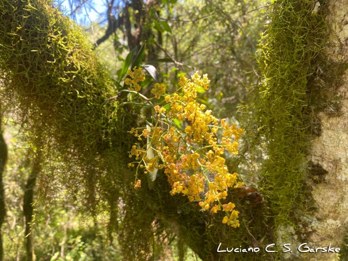 Hardingia paranaensis