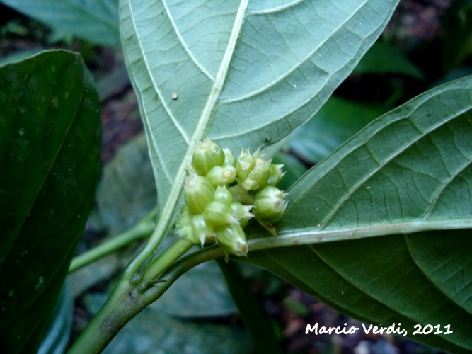 Psychotria brachypoda