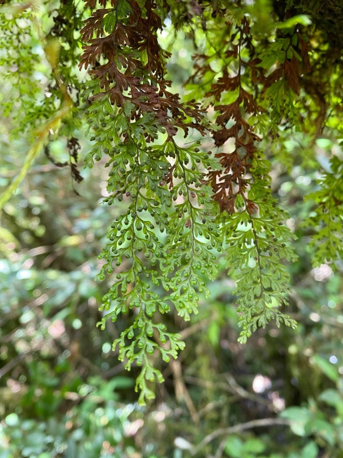 Hymenophyllum sturmii