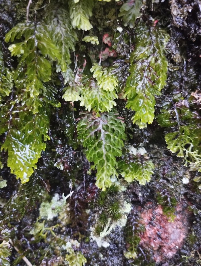 Hymenophyllum sturmii