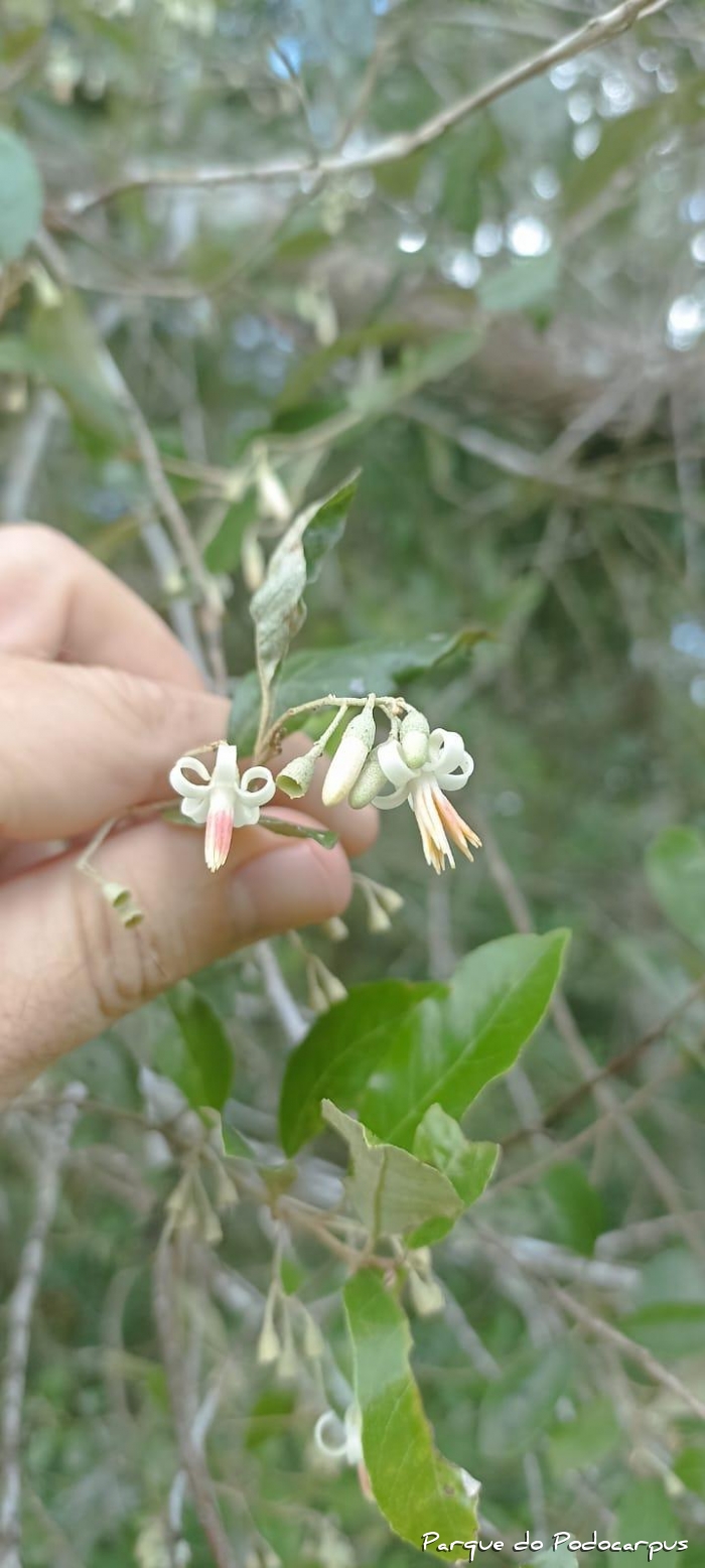 Styrax leprosus