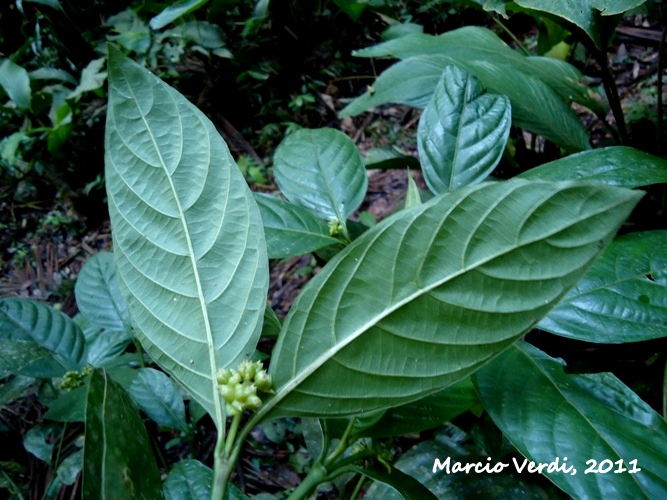 Psychotria brachypoda