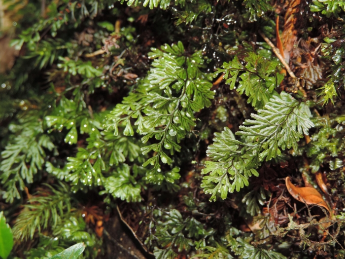 Hymenophyllum megachilum