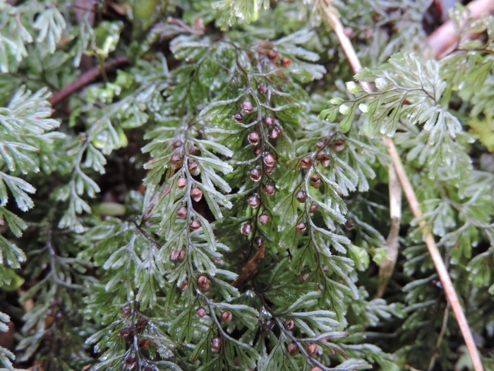 Hymenophyllum megachilum