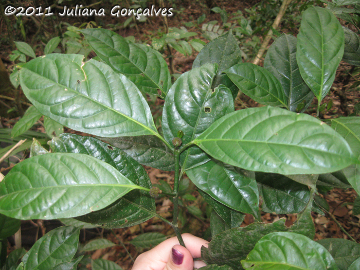 Psychotria brachypoda