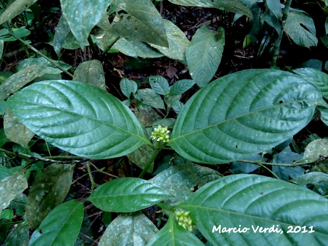 Psychotria brachypoda