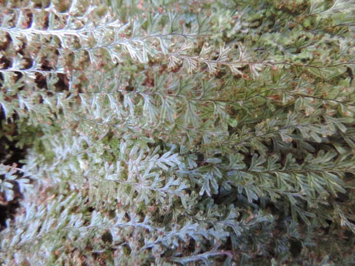 Hymenophyllum elegans