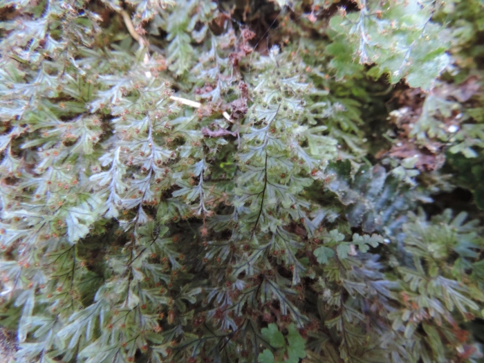 Hymenophyllum elegans