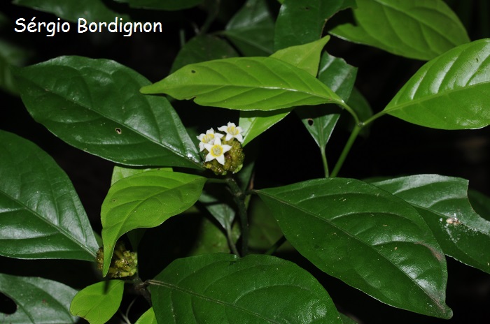 Psychotria brachypoda