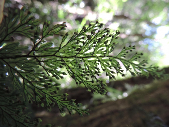 Hymenophyllum microcarpum