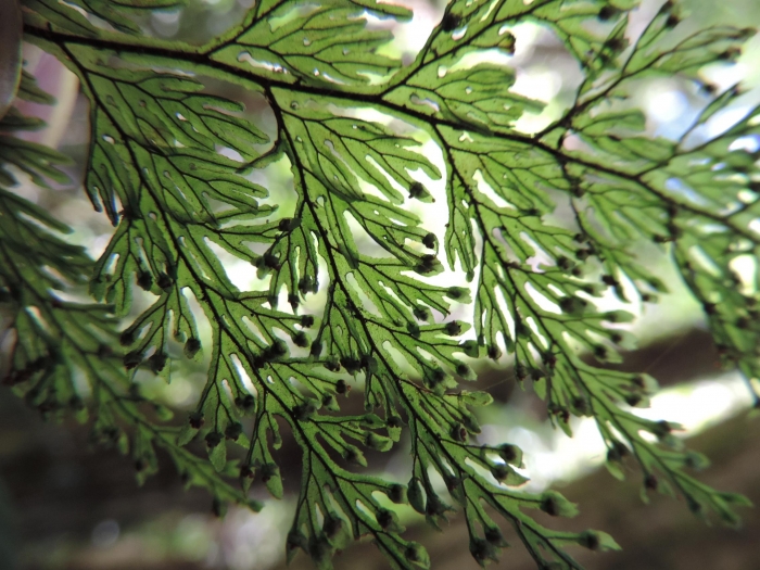 Hymenophyllum microcarpum