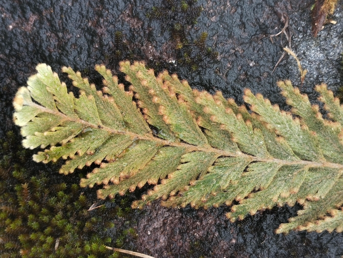 Hymenophyllum plumosum
