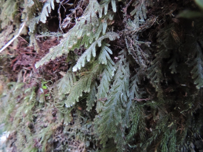 Hymenophyllum venustum