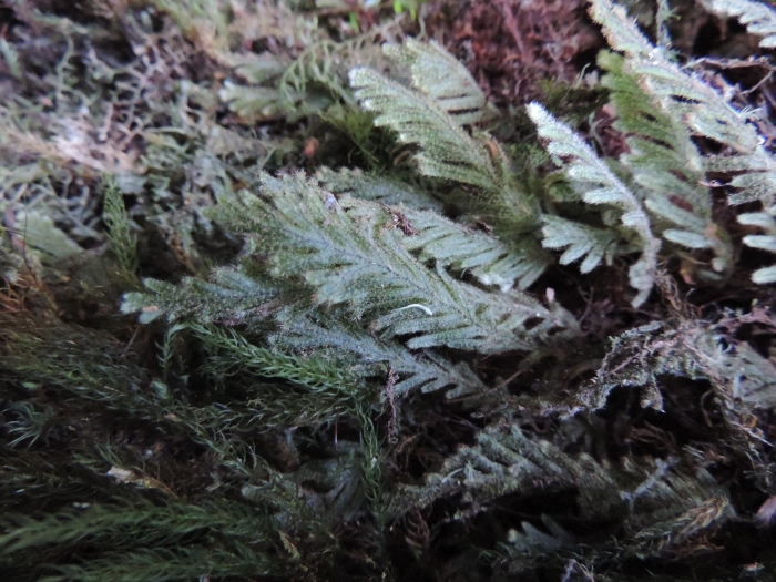 Hymenophyllum venustum