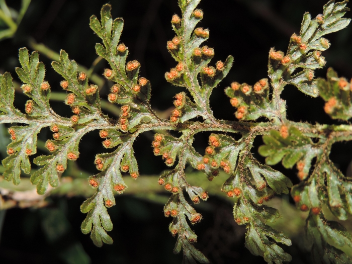 Hymenophyllum vestitum