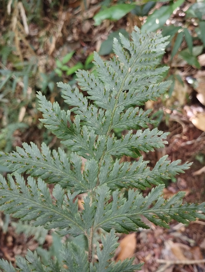 Trichomanes elegans