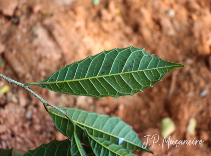 Sorocea bonplandii