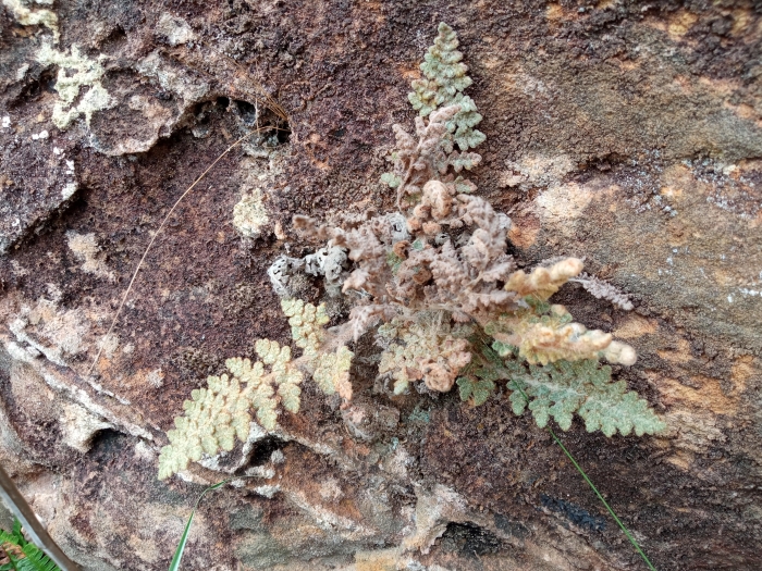 Anemia trichorhiza